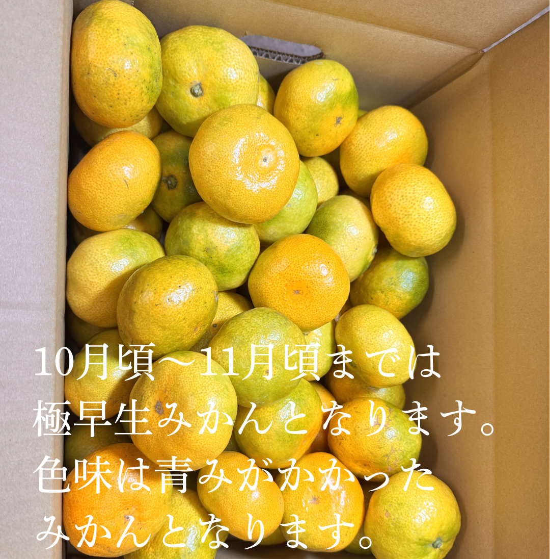 荒木一番みかん3kg | おおいた国東つうはん